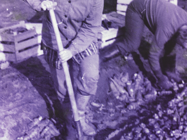 35_jahre_Schwanteland_beitrag_web3 Zwei Personen bei der Ernte auf einem Feld, eine hält einen Spaten, die andere beugt sich über die Erde mit mehreren Holzkisten im Hintergrund