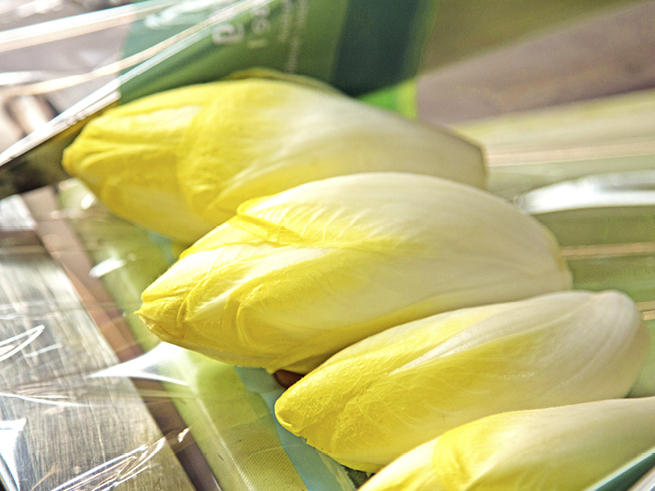 35_jahre_Schwanteland_beitrag_web8 Nahaufnahme von mehreren gelben Chicorée-Köpfen in Plastikverpackung