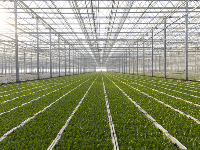 35_jahre_Schwanteland_beitrag_web_jp2 Großes Gewächshaus mit gleichmäßigen Reihen von grünem Salat